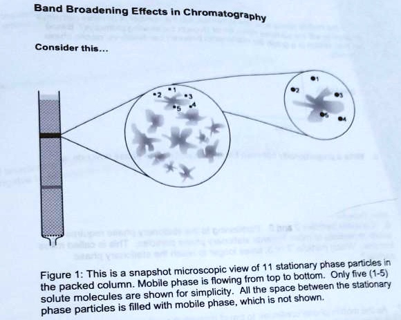 Band broadening effects in chromatography consider this...