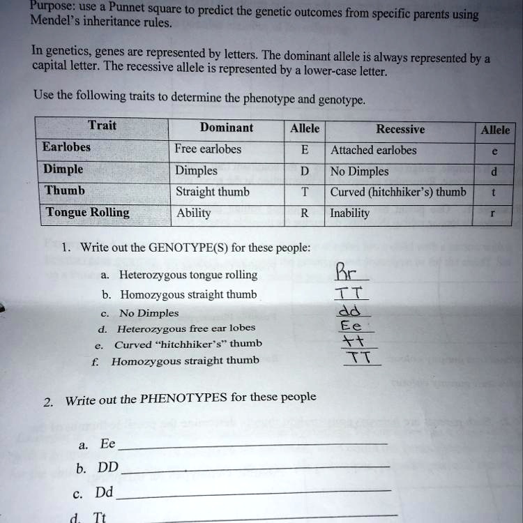 SOLVED What are the genotypes? Purpose Use a square to