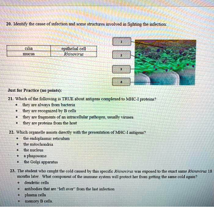 SOLVED 20. Identify the cause of infection and some structures