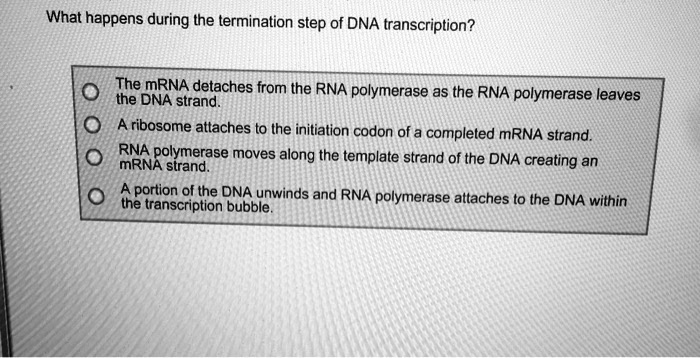 What happens during the termination step of DNA transcription?

The mRNA detaches from the RNA polymerase as the RNA polymerase leaves the DNA strand.
A ribosome attaches to the initiation codon of a completed mRNA strand.
RNA polymerase moves along the template strand of the DNA creating an mRNA strand.
A portion of the DNA unwinds and RNA polymerase attaches to the DNA within the transcription bubble.