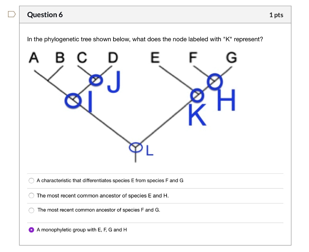 solved-in-the-phylogenetic-tree-shown-below-what-does-the-node