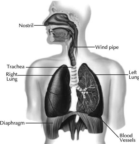 SOLVED: Digestive system Respiratory System Urinary System Nervous ...