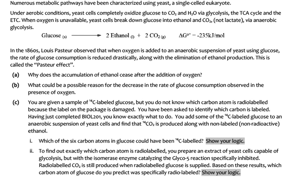 Numerous metabolic pathways have been characterized using yeast, a single-celled eukaryote.

Under aerobic conditions, yeast cells completely oxidize glucose to CO2 and H2O via glycolysis, the TCA cycle and the ETC. When oxygen is unavailable, yeast cells break down glucose into ethanol and CO2 (not lactate), via anaerobic glycolysis.

Glucose (s) ? 2 Ethanol (l) + 2 CO2 (g)    ?G°' = -235 kJ/mol

In the 1860s, Louis Pasteur observed that when oxygen is added to an anaerobic suspension of yeast using glucose, the rate of glucose consumption is reduced drastically, along with the elimination of ethanol production. This is called the “Pasteur effect”.

(a) Why does the accumulation of ethanol cease after the addition of oxygen?

(b) What could be a possible reason for the decrease in the rate of glucose consumption observed in the presence of oxygen?

(c) You are given a sample of 14C-labeled glucose, but you do not know which carbon atom is radiolabelled because the label on the package is damaged. You have been asked to identify which carbon is labeled. Having just completed BIOL201, you know exactly what to do. You add some of the 14C-labeled glucose to an anaerobic suspension of yeast cells and find that 14CO2 is produced along with non-labeled (non-radioactive) ethanol.

i. Which of the six carbon atoms in glucose could have been 14C-labelled? Show your logic.

ii. To find out exactly which carbon atom is radiolabelled, you prepare an extract of yeast cells capable of glycolysis, but with the isomerase enzyme catalyzing the Glyco-5 reaction specifically inhibited. Radiolabelled CO2 is still produced when radiolabelled glucose is supplied. Based on these results, which carbon atom of glucose do you predict was specifically radio-labelled? Show your logic.