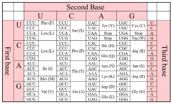 SOLVED: Texts: Using the following strand of RNA and the table shown ...