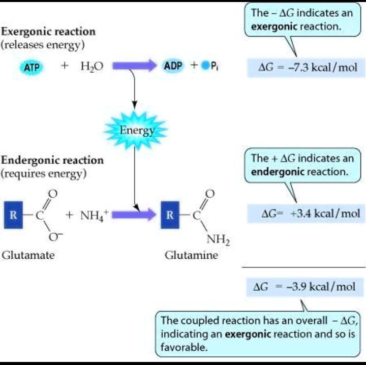 SOLVED Activity 1.1 WORKING OUT! Glutamine is an essential amino acid