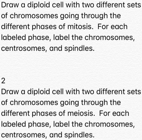 Draw a diploid cell with two different sets of chromo… SolvedLib