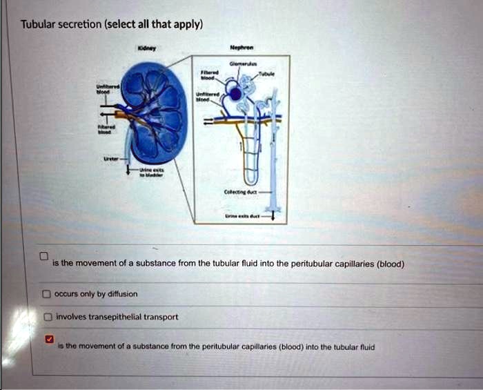 Nephren Tubular secretion (select all that apply) Unfiltered Mood Kidney Ureter ...