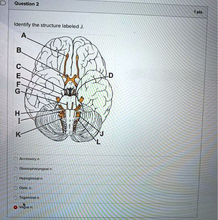 SOLVED: Question 2 1pts ldentify the structure labeled J. B. c E F G H ...