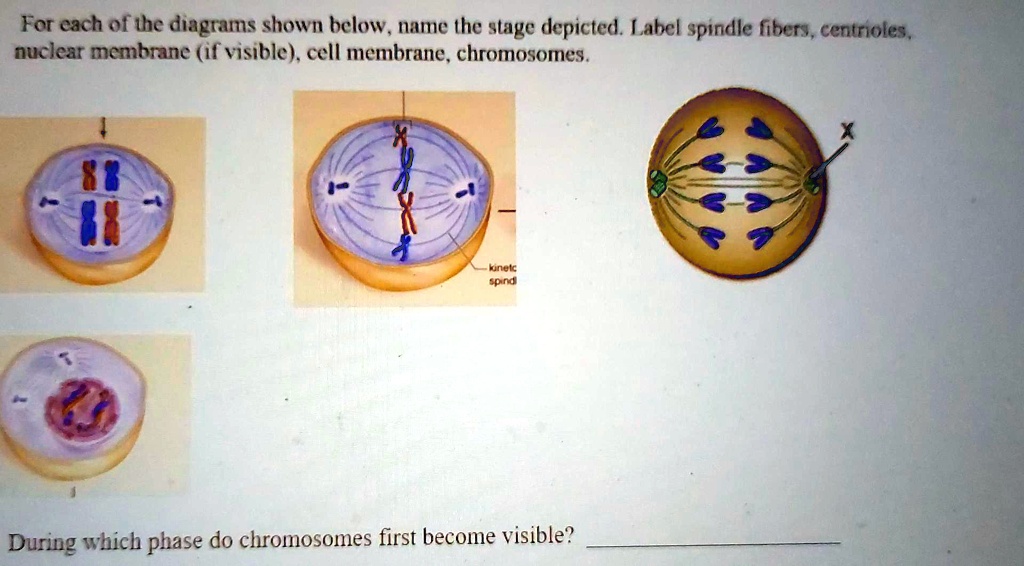 SOLVED For each of the diagrams shown below, name the stage depicted