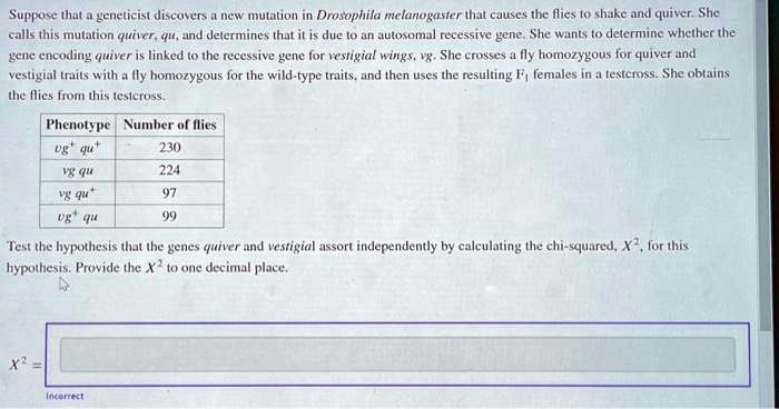 Suppose that a geneticist discovers a new mutation in Drosophila melanogaster that causes the flies to shake and quiver. She
calls this mutation quiver, qu, and determines that it is due to an autosomal recessive gene. She wants to determine whether the
gene encoding quiver is linked to the recessive gene for vestigial wings, vg. She crosses a fly homozygous for quiver and
vestigial traits with a fly homozygous for the wild-type traits, and then uses the resulting F1 females in a testcross. She obtains
the flies from this testcross.
Phenotype Number of flies
vg^+ qu^+ 230
vg qu 224
vg qu^+ 97
vg^+ qu 99
Test the hypothesis that the genes quiver and vestigial assort independently by calculating the chi-squared, X^2, for this
hypothesis. Provide the X^2 to one decimal place.
X^2 = 
Incorrect