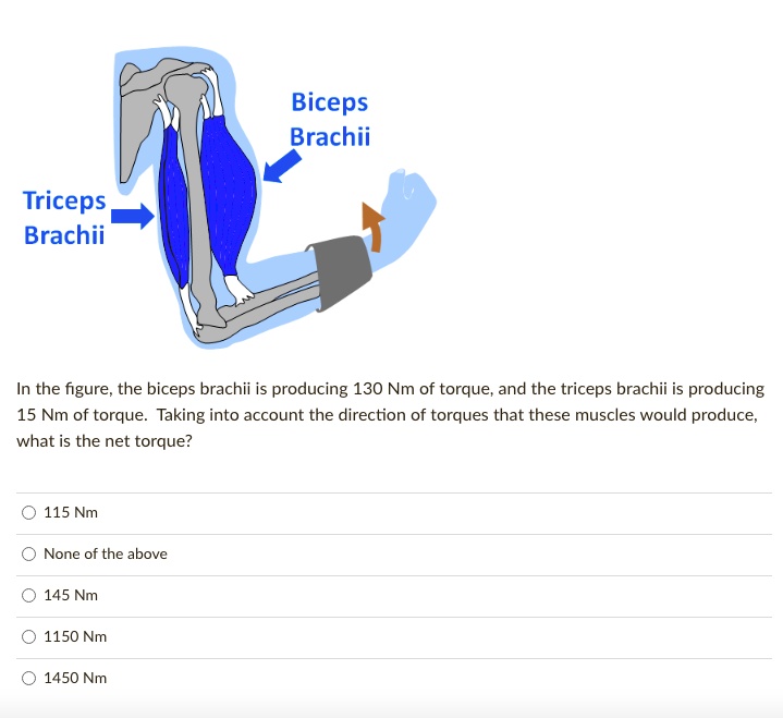triceps brachii and biceps brachii