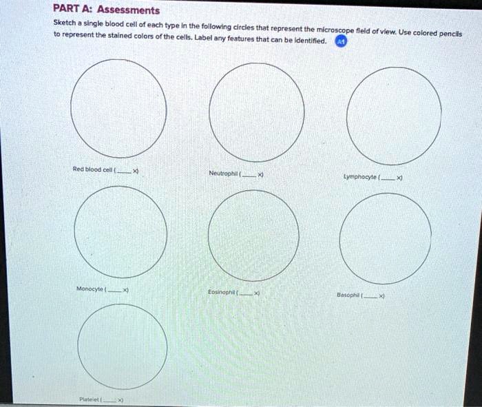 Solved Part A Assessments Sketch Single Blood Cell Of Each Type In