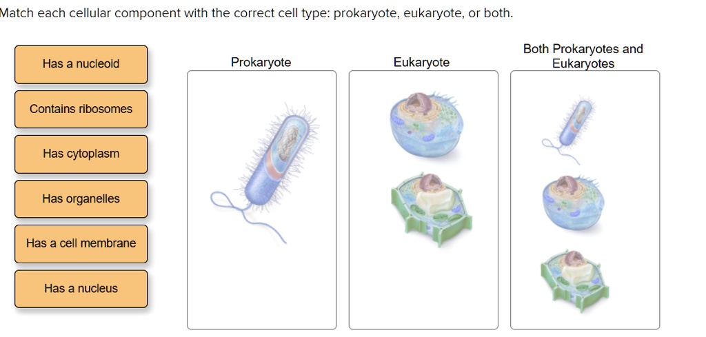 SOLVED: Match each cellular component with the correct cell type ...