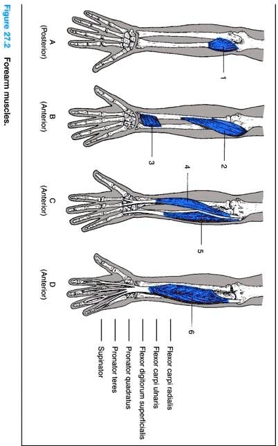 SOLVED: Figure 27.2 (Posterior A): Forearm muscles (Anterior) (Anterior