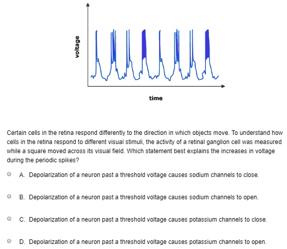 voltage
time
Certain cells in the retina respond differently to the direction in which objects move. To understand how cells in the retina respond to different visual stimuli, the activity of a retinal ganglion cell was measured while a square moved across its visual field. Which statement best explains the increases in voltage during the periodic spikes?
A. Depolarization of a neuron past a threshold voltage causes sodium channels to close.
B. Depolarization of a neuron past a threshold voltage causes sodium channels to open.
C. Depolarization of a neuron past a threshold voltage causes potassium channels to close.
D. Depolarization of a neuron past a threshold voltage causes potassium channels to open.