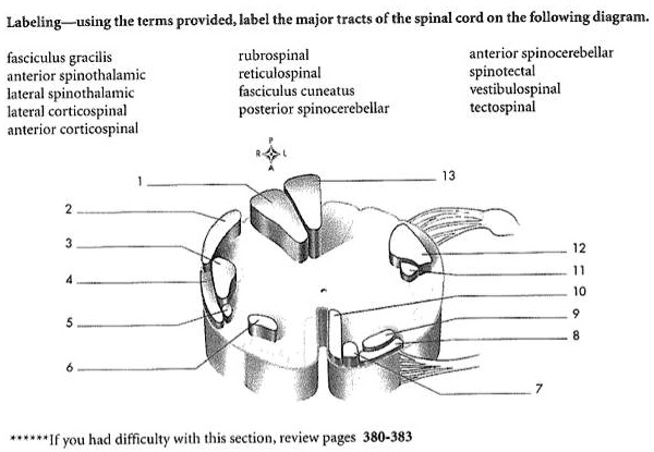 SOLVED: Labeling - using the terms provided, label the major tracts of ...