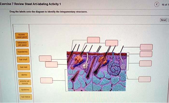 Solved: Exercise 7 Review Sheet Art-labeling Activity 1 Drag The Labels 