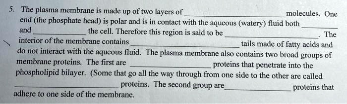 5. The plasma membrane is made up of two layers of molecules. One end (the phosphate head) is polar and is in contact with the aqueous (watery) fluid both and the cell. Therefore this region is said to be. The interior of the membrane contains tails made of fatty acids and do not interact with the aqueous fluid. The plasma membrane also contains two broad groups of membrane proteins. The first are proteins that penetrate into the phospholipid bilayer. (Some that go all the way through from one side to the other are called proteins. The second group are proteins that adhere to one side of the membrane.