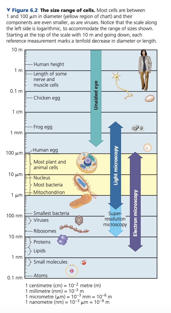 Figure 6.2 The size range of cells. Most cells are between 1 and 100 ?m in diameter (yellow region of chart) and their components are even smaller, as are viruses. Notice that the scale along the left side is logarithmic, to accommodate the range of sizes shown. Starting at the top of the scale with 10 m and going down, each reference measurement marks a tenfold decrease in diameter or length.

10 m
1 m - Human height
Length of some nerve and muscle cells
0.1 m - Chicken egg
1 cm
1 mm - Frog egg
100 ?m - Human egg
Most plant and animal cells
10 ?m - Nucleus
Most bacteria
1 ?m - Mitochondrion
100 nm - Smallest bacteria
Viruses
10 nm - Ribosomes
Proteins
Lipids
1 nm - Small molecules
0.1 nm - Atoms

Unaided eye
Light microscopy
Super-resolution microscopy
Electron microscopy

1 centimetre (cm) = 10^-2 metre (m)
1 millimetre (mm) = 10^-3 m
1 micrometre (?m) = 10^-3 mm = 10^-6 m
1 nanometre (nm) = 10^-3 ?m = 10^-9 m