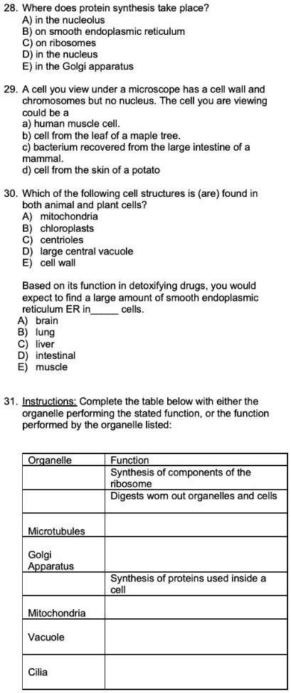28. Where does protein synthesis take place?
A) in the nucleolus
B) on smooth endoplasmic reticulum
C) on ribosomes
D) in the nucleus
E) in the Golgi apparatus

29. A cell you view under a microscope has a cell wall and chromosomes but no nucleus. The cell you are viewing could be a
a) human muscle cell.
b) cell from the leaf of a maple tree.
c) bacterium recovered from the large intestine of a mammal.
d) cell from the skin of a potato

30. Which of the following cell structures is (are) found in both animal and plant cells?
A) mitochondria
B) chloroplasts
C) centrioles
D) large central vacuole
E) cell wall

Based on its function in detoxifying drugs, you would expect to find a large amount of smooth endoplasmic reticulum ER in cells.
A) brain
B) lung
C) liver
D) intestinal
E) muscle

31. Instructions: Complete the table below with either the organelle performing the stated function, or the function performed by the organelle listed:

Organelle | Function
— | —
 | Synthesis of components of the ribosome
 | Digests worn out organelles and cells
Microtubules |
Golgi Apparatus |
 | Synthesis of proteins used inside a cell
Mitochondria |
Vacuole |
Cilia |