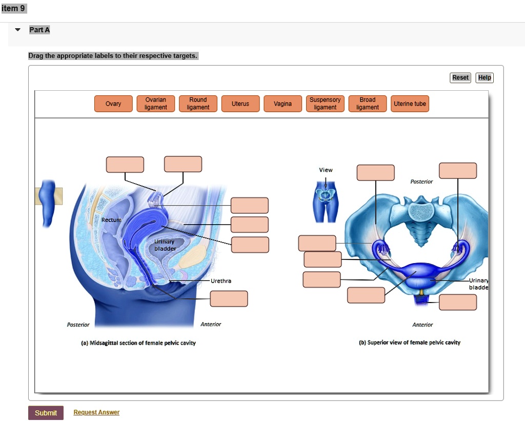 9 item 9 part a drag the appropriate labels to their respective targets reset help ovary ovarian ligament round ligament uterus vagina suspensory ligament broad ligament uterine tube view po 64976