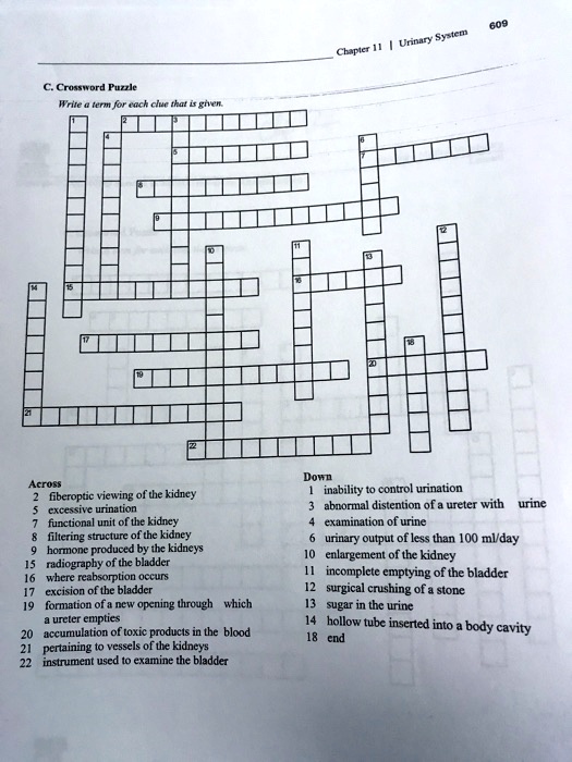 SOLVED: 609 Chapter 11 Urinary System C Crossword Puzzle Write a term