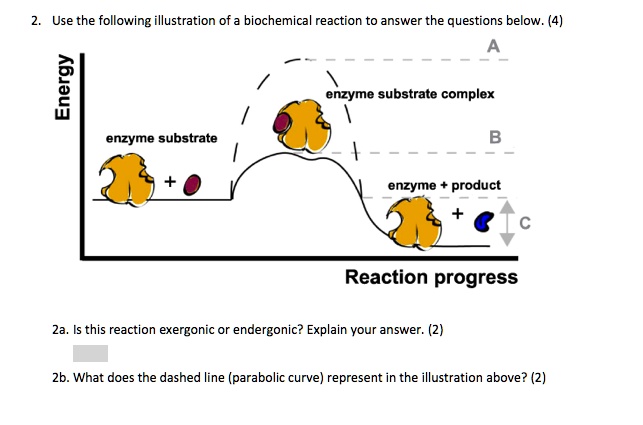 Use the following illustration of a biochemical reaction to...