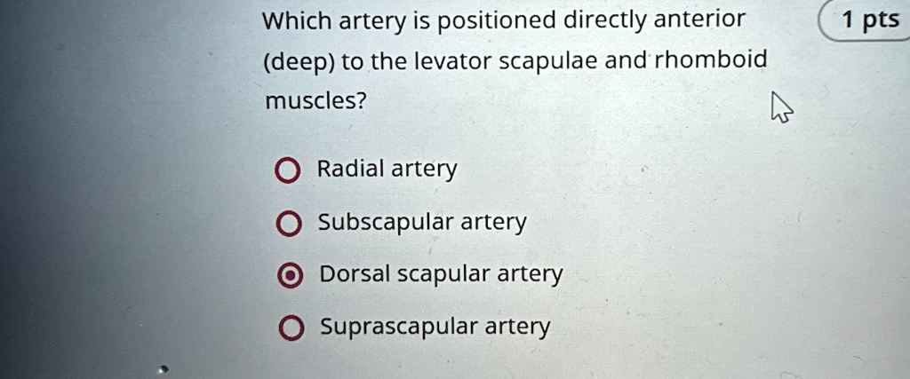 which artery is positioned directly anterior deep to the levator ...