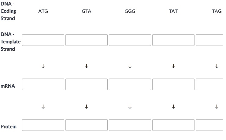 Solved Dna Coding Strand Atg Gta Ggg Tat Tag Dna Template Strand