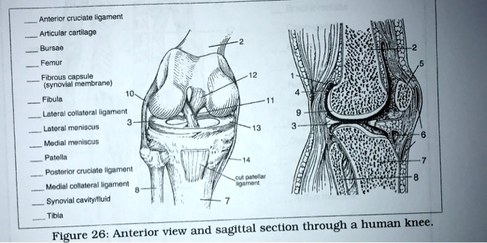 Solved Anterior Cruciate Ligament Articular Cartilage Bursae Femur Fibrous Capsule Synovial