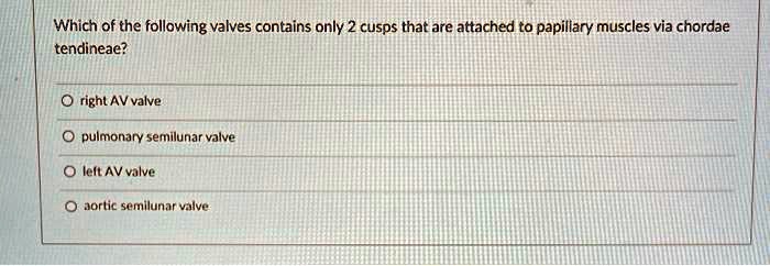 Which of the following valves contains only 2 cusps that are attached to papillary muscles via chordae tendineae?

right AV valve
pulmonary semilunar valve
left AV valve
aortic semilunar valve