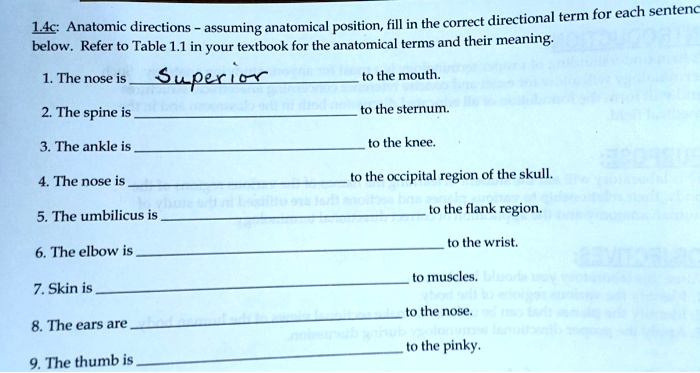 Solved:directional Term For Each Sentenc 14c: Anatomic Directions 