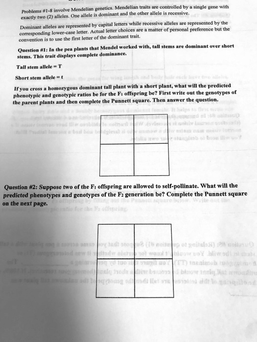 Problems #1-8 involve Mendelian genetics. Mendelian traits are controlled by a single gene with exactly two (2) alleles. One allele is dominant and the other allele is recessive.

Dominant alleles are represented by capital letters while recessive alleles are represented by the corresponding lower-case letter. Actual letter choices are a matter of personal preference but the convention is to use the first letter of the dominant trait.

Question #1: In the pea plants that Mendel worked with, tall stems are dominant over short stems. This trait displays complete dominance.

Tall stem allele = T
Short stem allele = t

If you cross a homozygous dominant tall plant with a short plant, what will the predicted phenotypic and genotypic ratios be for the F1 offspring be? First write out the genotypes of the parent plants and then complete the Punnett square. Then answer the question.

Question #2: Suppose two of the F1 offspring are allowed to self-pollinate. What will the predicted phenotypes and genotypes of the F2 generation be? Complete the Punnett square on the next page.