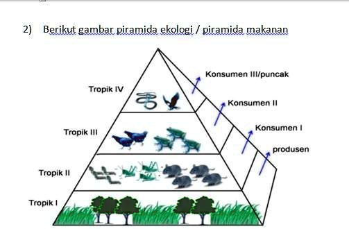 SOLVED: 1.dari Macam Piramida Ekologi Manakah Yang Terbaik Dan Sebutkan ...