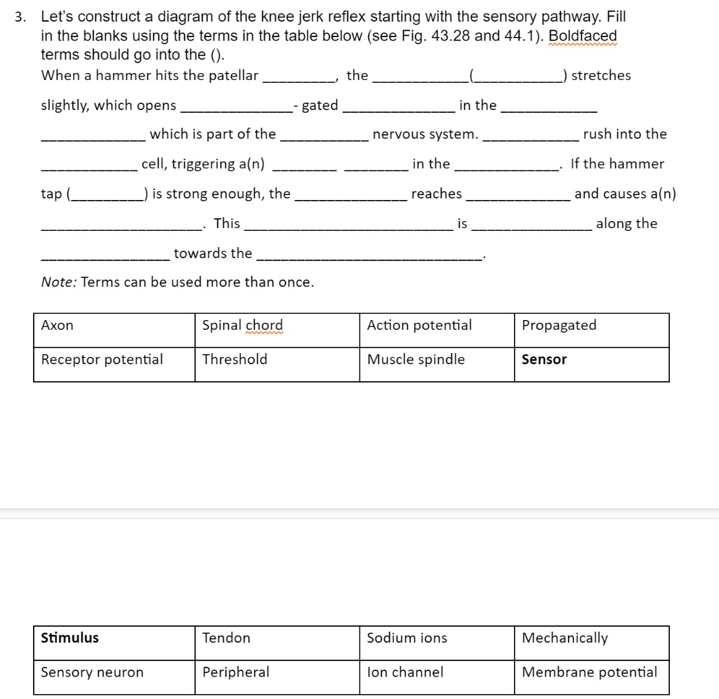 3. Let's construct a diagram of the knee jerk reflex starting with the sensory pathway. Fill in the blanks using the terms in the table below (see Fig. 43.28 and 44.1). Boldfaced terms should go into the (). When a hammer hits the patellar , the  () stretches slightly, which opens  - gated  in the   which is part of the  nervous system.  rush into the  cell, triggering a(n)   in the . If the hammer tap () is strong enough, the   reaches  and causes a(n)  . This   is  along the  towards the . Note: Terms can be used more than once. Axon Spinal chord Action potential Propagated Receptor potential Threshold Muscle spindle Sensor Stimulus Tendon Sodium ions Mechanically Sensory neuron Peripheral Ion channel Membrane potential