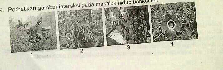 Solved Berdasarkan Gambar Diatas Yang Menunjukkan Simbiosis Parasitisme Adalah Gambar Interaksi