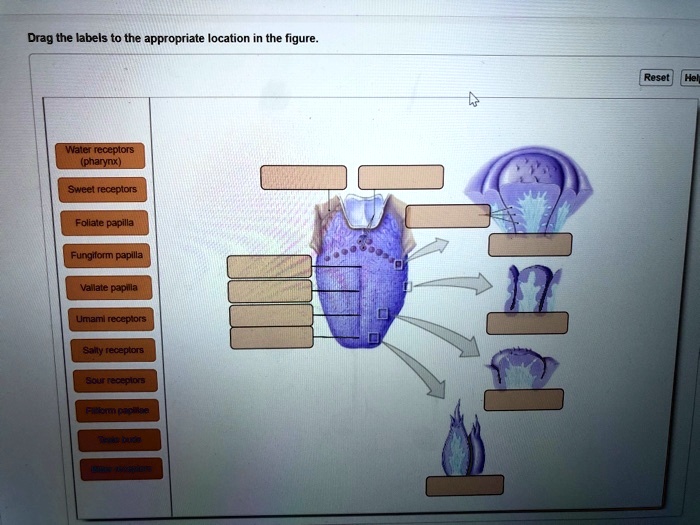 SOLVED: Drag the labels to the appropriate locations in the figure.
