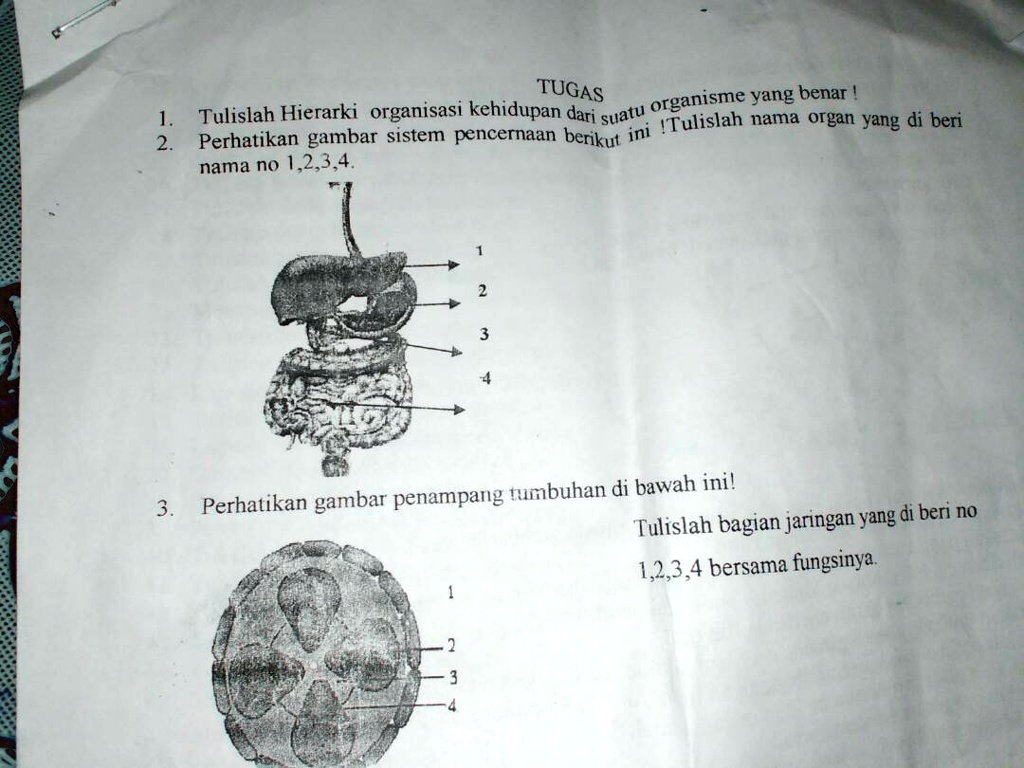 Solved 3 Perhatikan Gambar Penampang Tumbuhan Di Bawah Ini Tulislah Bagian Jaringan Yang Di 