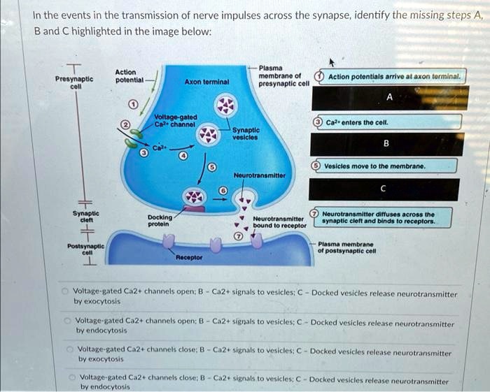In the events in the transmission of nerve impulses across the synapse ...