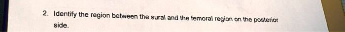 Identify the region between the sural and the femoral region on the posterior side.