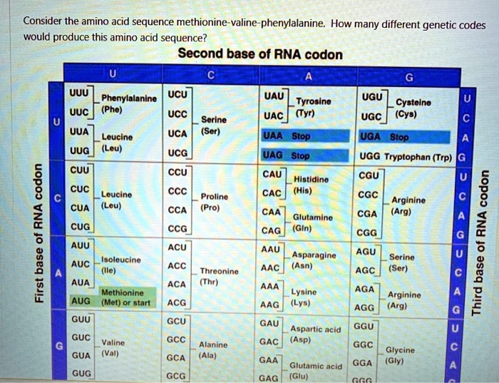 SOLVED Consider the amino acid sequence methionine valine