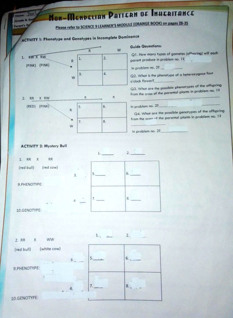 SOLVED Activity 2 Mystery Bull 1. RR Ã— RR 2. RR Ã— WW McDeliam