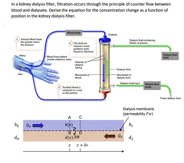 SOLVED In a kidney dialysis filter, filtration occurs through the