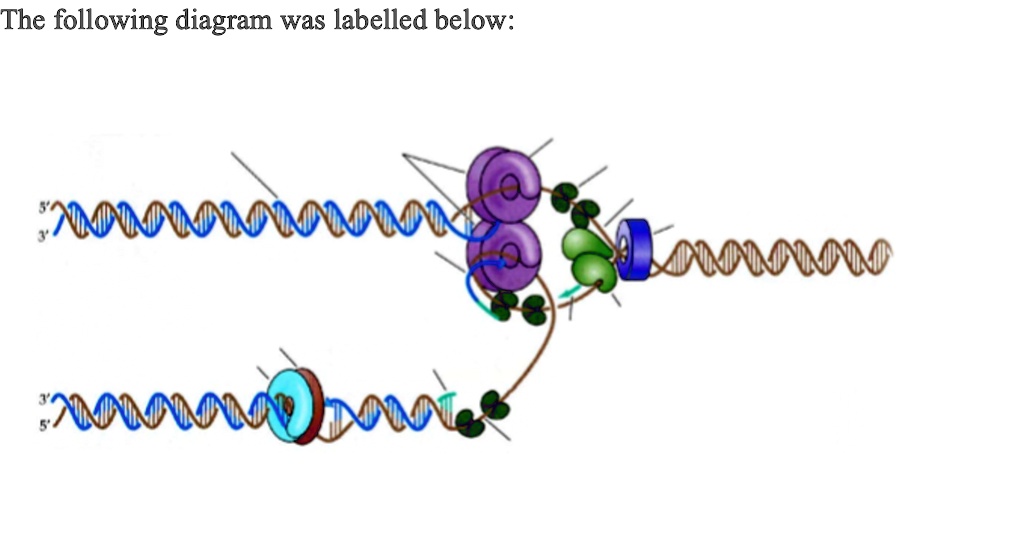 SOLVED: The following diagram was labelled below: