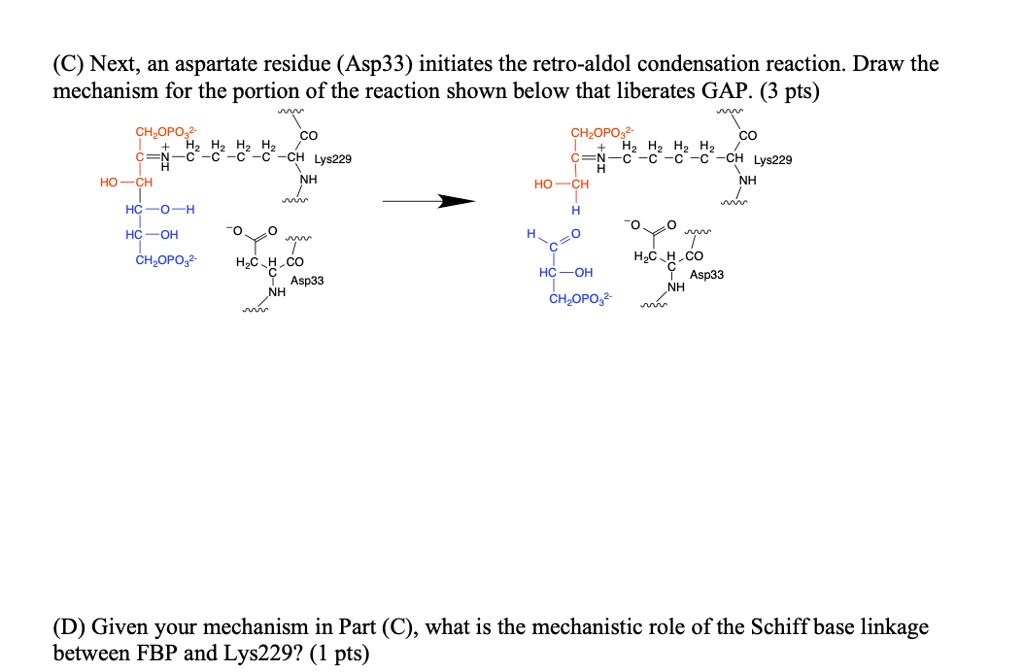 SOLVED: (C) Next, an aspartate residue (Asp33) initiates the retro ...