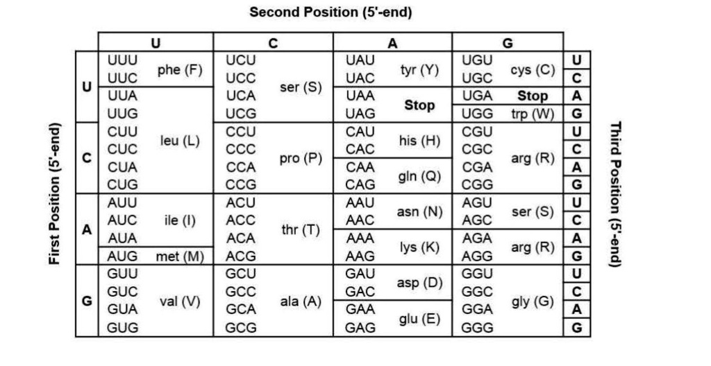 SOLVED:Second Position (5'-end)#N#UUU UCU phe (F) UUC UCC UUA UCA UUG ...