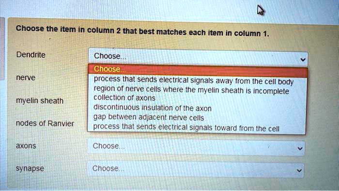 Choose the item in column 2 that best matches each item in column 1.

Dendrite
Choose...
nerve
Choose...
process that sends electrical signals away from the cell body
region of nerve cells where the myelin sheath is incomplete
collection of axons
myelin sheath
discontinuous insulation of the axon
gap between adjacent nerve cells
process that sends electrical signals toward from the cell
nodes of Ranvier

axons
Choose...

synapse
Choose...