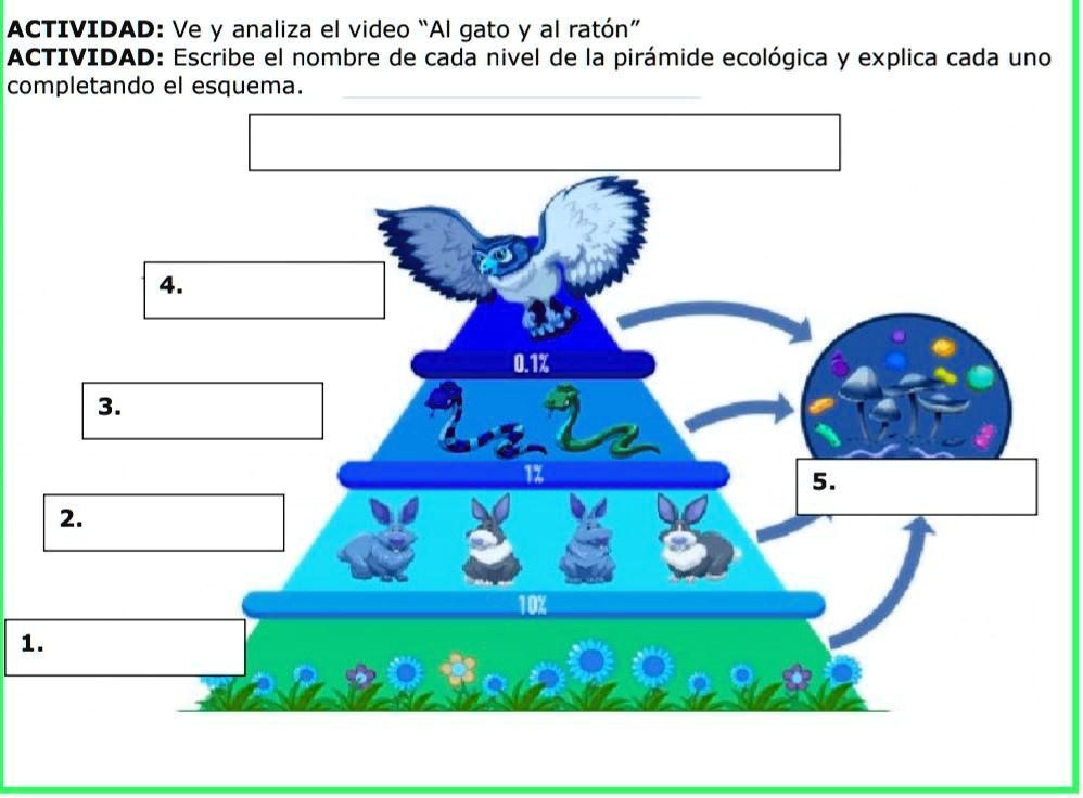 escribe el nombre de cada nivel de la piramide ecologica y explica cada uno completando el esquema actividad ve y analiza el video al gato y al raton actividad escribe el nombre de cada nive 34335