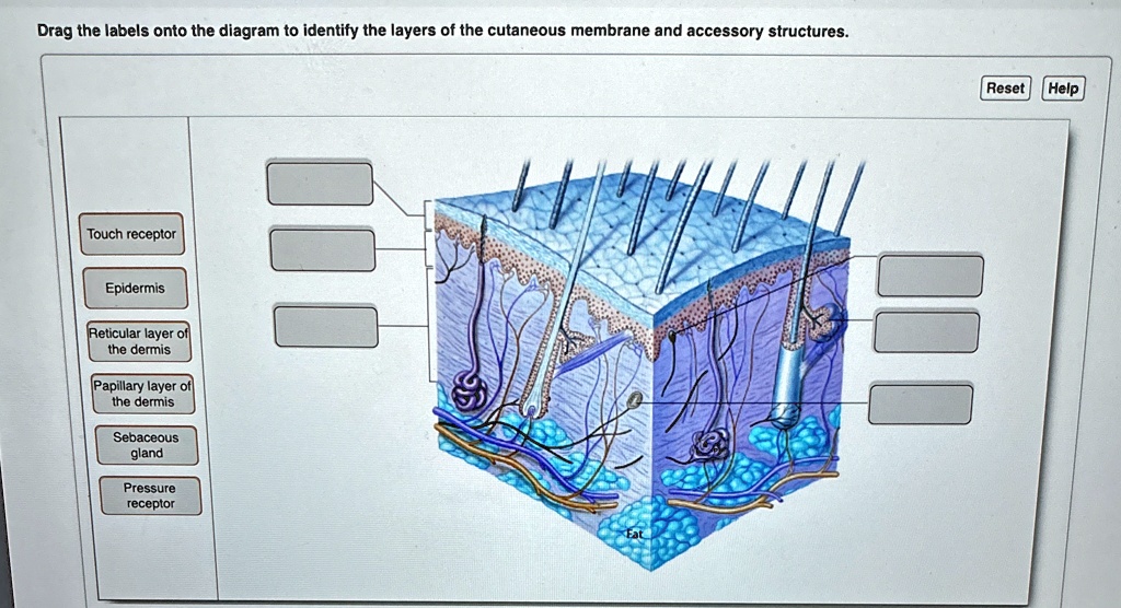 Drag the labels onto the diagram to identify the layers of the
