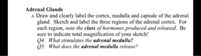 Adrenal Glands
A. Draw and clearly label the cortex, medulla and capsule of the adrenal
gland. Sketch and label the three regions of the adrenal cortex. For
each region, note the class of hormones produced and released. Be
sure to indicate total magnification of your sketch!
Q4: What stimulates the adrenal medulla?
Q5: What does the adrenal medulla release?